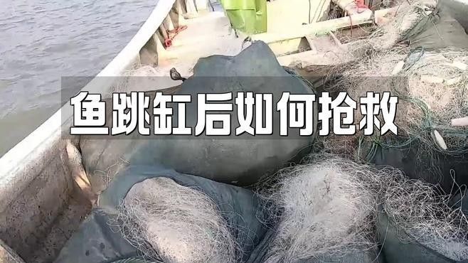 六角恐龍魚跳出魚缸后如何急救（六角恐龍魚跳出魚缸后如何進行急救）