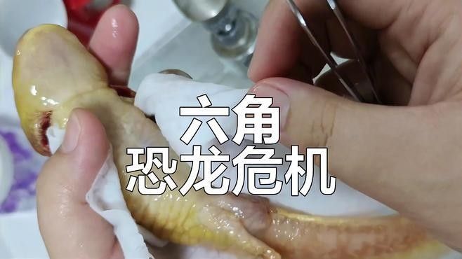六角恐龍魚跳出魚缸后如何急救（六角恐龍魚跳出魚缸后如何進行急救）