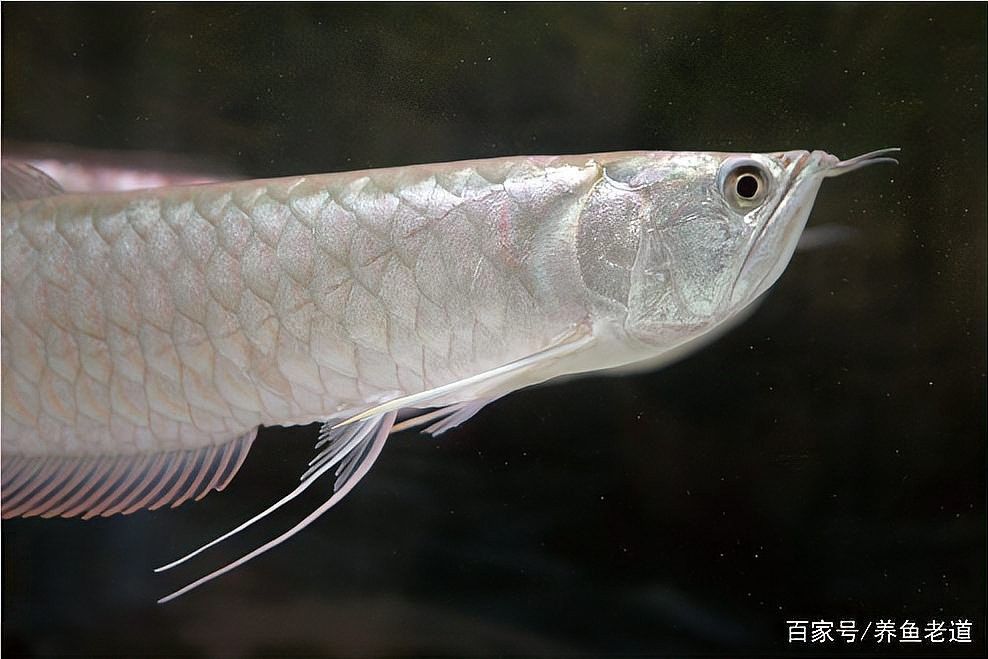 六角恐龍魚跳出魚缸后如何急救（六角恐龍魚跳出魚缸后如何進行急救）