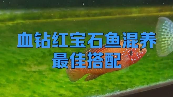 有哪些魚可以與紅寶石魚和龍魚混養？（寶石魚和龍魚可以混養嗎？）
