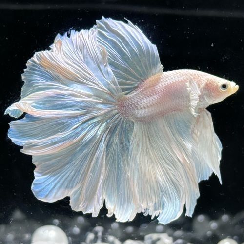 推薦一些適合新手的觀賞魚（新手養(yǎng)觀賞魚）