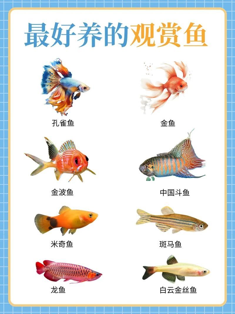 推薦一些適合新手的觀賞魚（新手養觀賞魚）