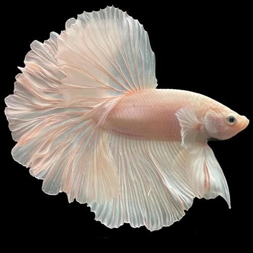 推薦一些適合新手的觀賞魚（新手養觀賞魚）