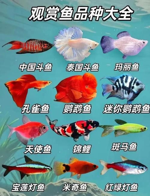 推薦一些適合新手的觀賞魚（新手養觀賞魚）