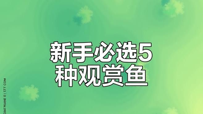 推薦一些適合新手的觀賞魚（新手養觀賞魚）