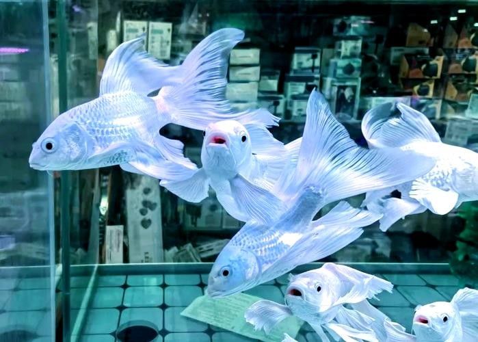 推薦一些適合新手的觀賞魚（新手養觀賞魚）