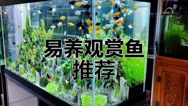 推薦一些適合新手的觀賞魚（新手養觀賞魚）