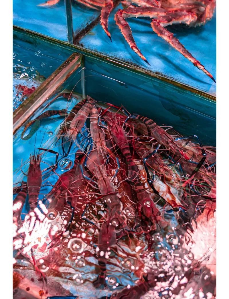 深圳有哪些龍魚批發市場