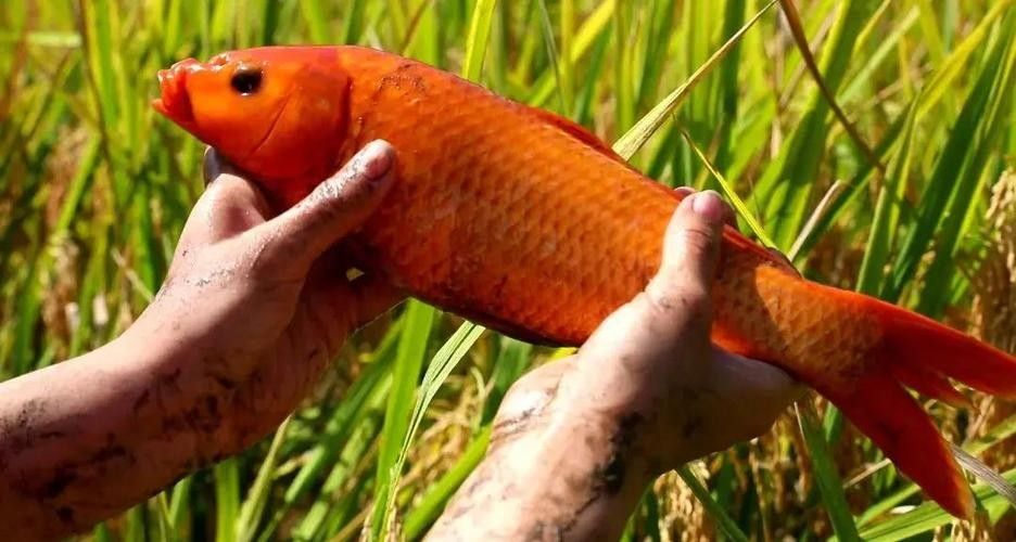 青田田魚圖片（青田田魚圖片：青田田魚的最佳烹飪方法是什么）