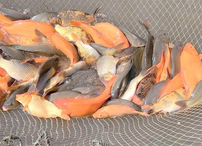 青田田魚圖片（青田田魚圖片：青田田魚的最佳烹飪方法是什么）