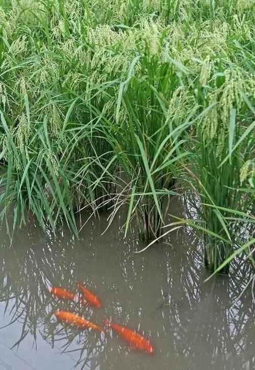 青田田魚圖片（青田田魚圖片：青田田魚的最佳烹飪方法是什么）