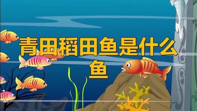 青田田魚圖片（青田田魚圖片：青田田魚的最佳烹飪方法是什么）