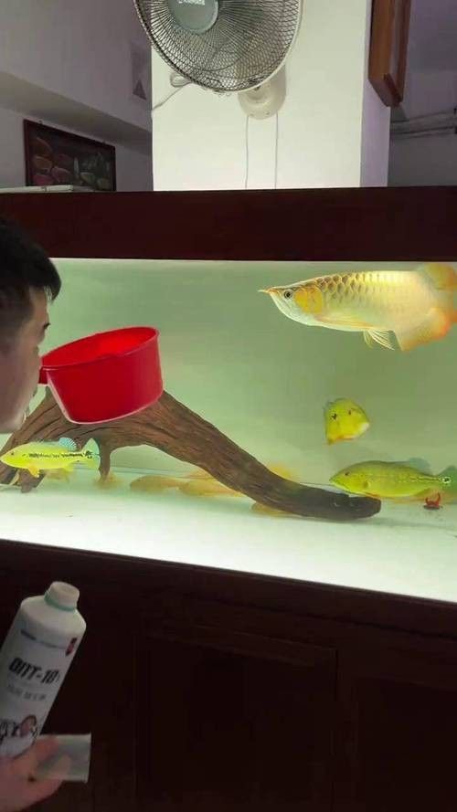 甘孜州哪個水族館龍魚好？祥龍魚場龍魚（孜州祥龍魚場的龍魚品種有哪些）