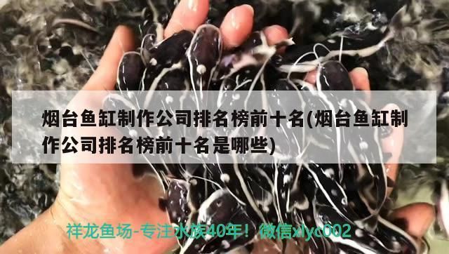 煙臺魚缸制作公司排名榜前十名(煙臺魚缸制作公司排名榜前十名是哪些) 煙臺魚缸制作公司排名榜前十名(煙臺魚缸制作公司排名榜前十名是哪些) 觀賞魚百科
