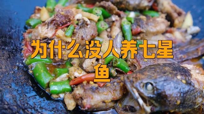 七星魚一般人不敢養（七星魚一般人不敢養嗎）