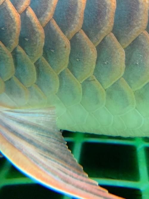 金龍魚在不同溫度下的表現