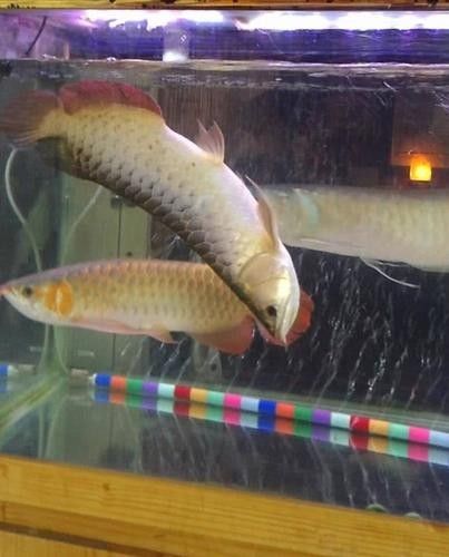 金龍魚在不同溫度下的表現