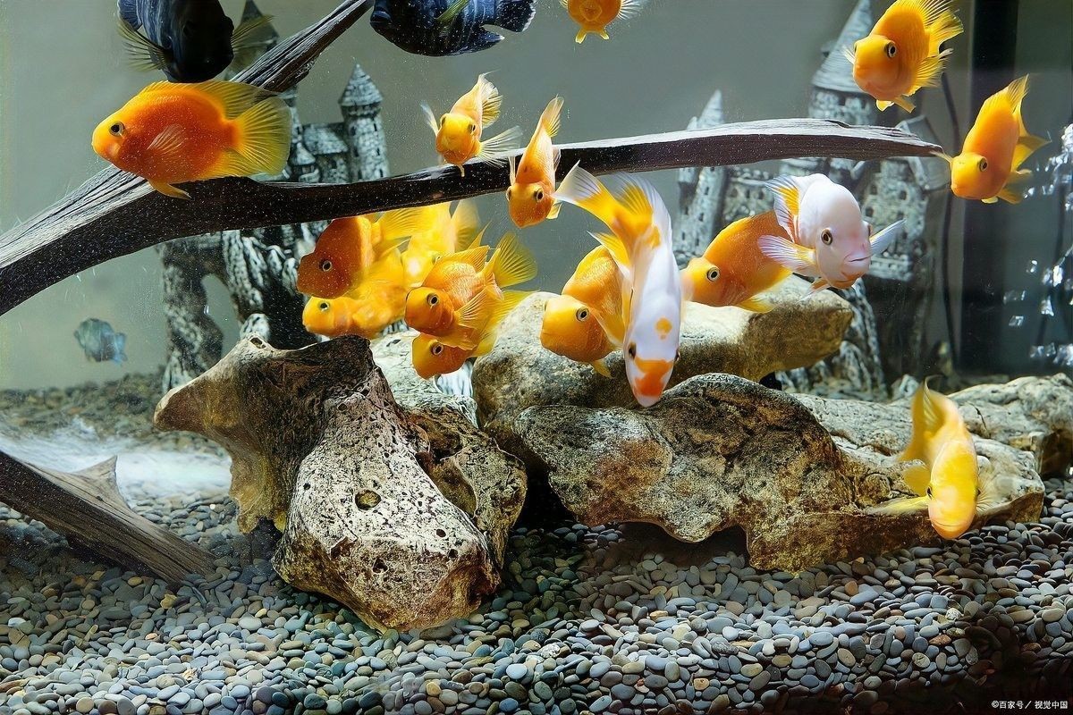 石頭放魚缸里需要消毒嗎