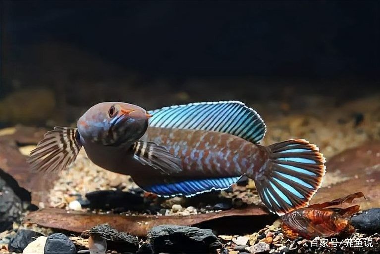 金龍魚和雷龍魚的價格差異大嗎