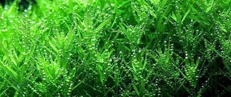 金龍魚造景需要哪些植物？