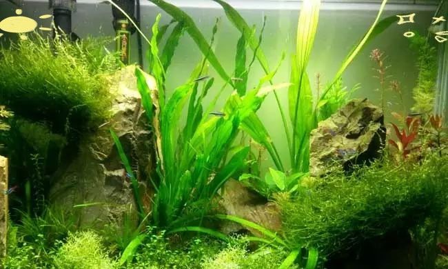 金龍魚造景需要哪些植物？