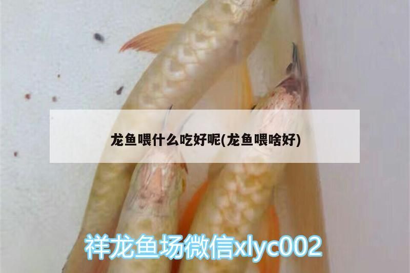 龍魚喂什么吃好呢(龍魚喂啥好)