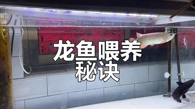 如何安全地給龍魚喂蝦（如何安全地給龍魚喂蝦，龍魚喂蝦需要注意哪些問題）