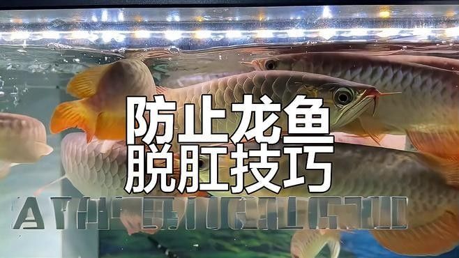 如何安全地給龍魚喂蝦（如何安全地給龍魚喂蝦，龍魚喂蝦需要注意哪些問題）