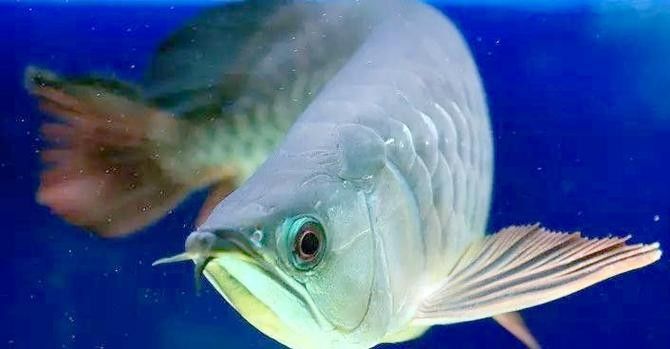 李滄金龍魚多少錢一條（李滄金龍魚多少錢一條，在探討李滄地區的金龍魚價格時需要了解） 李滄金龍魚多少錢一條（李滄金龍魚多少錢一條，在探討李滄地區的金龍魚價格時需要了解） 觀賞魚百科 第3張