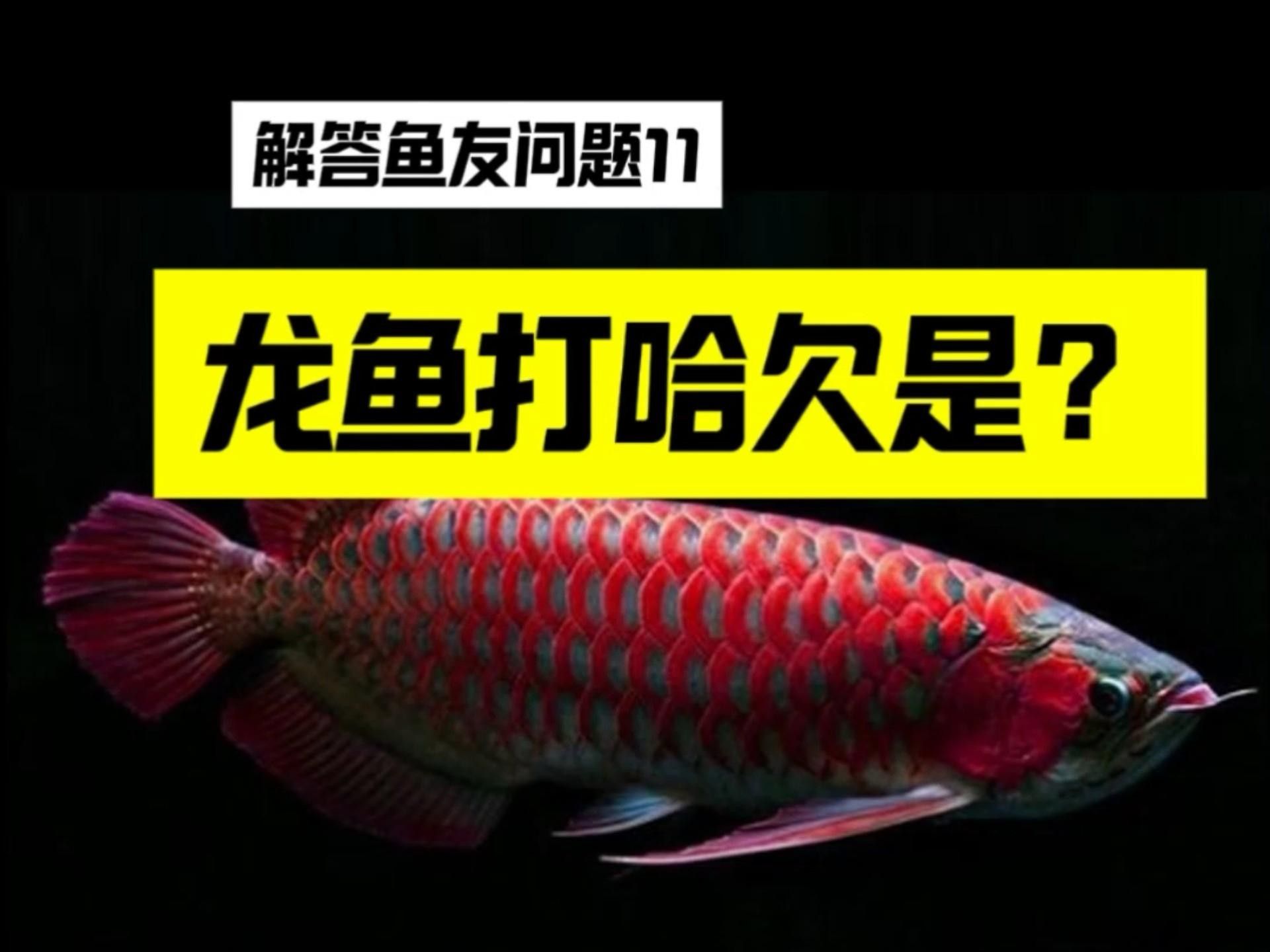 龍魚張嘴的原因及解決方法 龍魚張嘴的原因及解決方法 觀賞魚百科 第6張