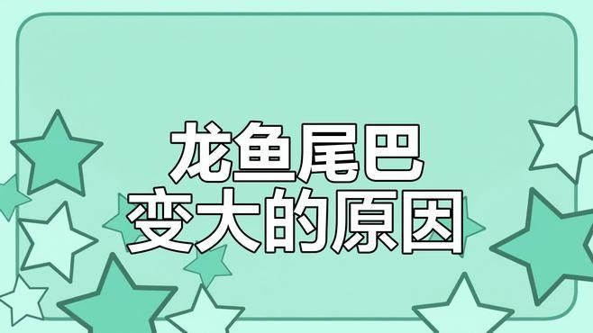 如何增大龍魚的尾鰭？