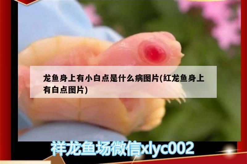 龍魚身上有小白點是什么病圖片(紅龍魚身上有白點圖片)（龍魚身上有小白點是什么病） 龍魚身上有小白點是什么病圖片(紅龍魚身上有白點圖片)（龍魚身上有小白點是什么病） 觀賞魚百科