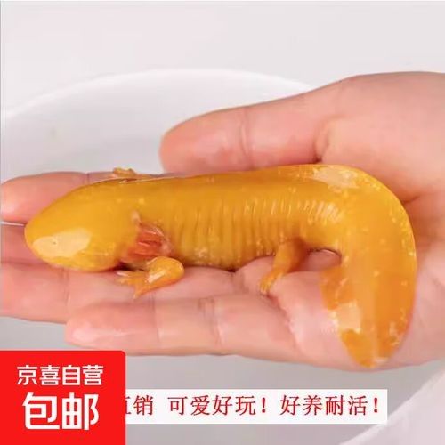 哪種恐龍魚最適合新手 哪種恐龍魚最適合新手 龍魚百科 第2張