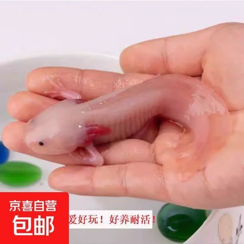 哪種恐龍魚最適合新手 哪種恐龍魚最適合新手 龍魚百科 第3張