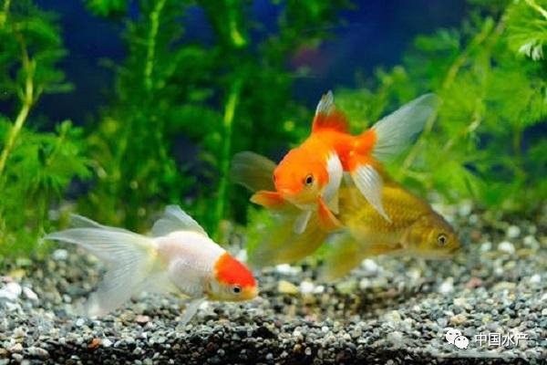 曼龍魚中哪個(gè)品種最兇猛？（|曼龍魚混養(yǎng)大揭秘曼龍魚哪個(gè)品種最兇猛）