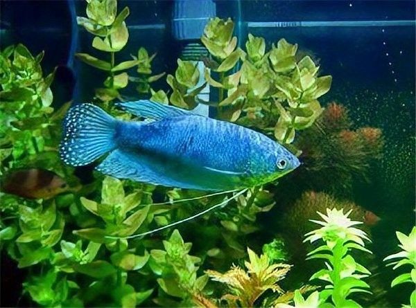 曼龍魚中哪個(gè)品種最兇猛？（|曼龍魚混養(yǎng)大揭秘曼龍魚哪個(gè)品種最兇猛）