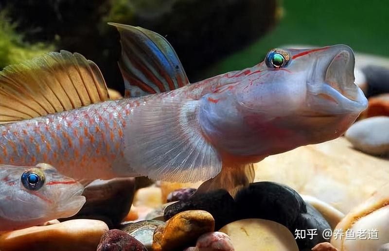 曼龍魚中哪個品種最兇猛？（|曼龍魚混養大揭秘曼龍魚哪個品種最兇猛）