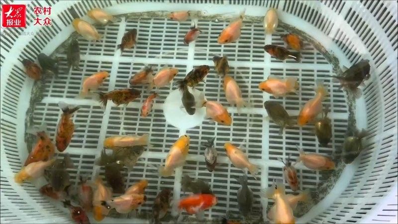 沂水苗氏金魚合作社
