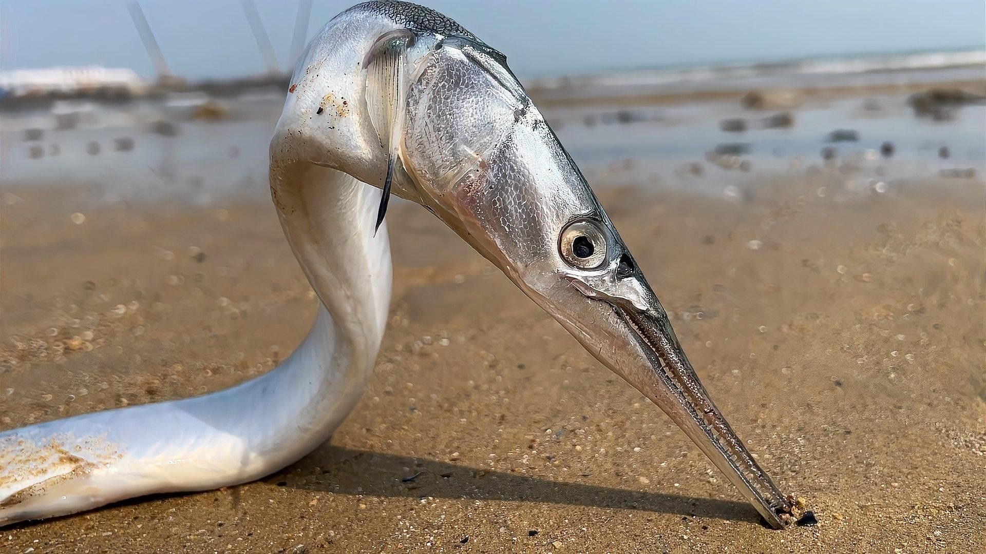 海龍魚飼料適合哪些魚類（海龍魚飼料有哪些優(yōu)點(diǎn)，如何判斷我的魚是否適合吃海龍魚飼料？）
