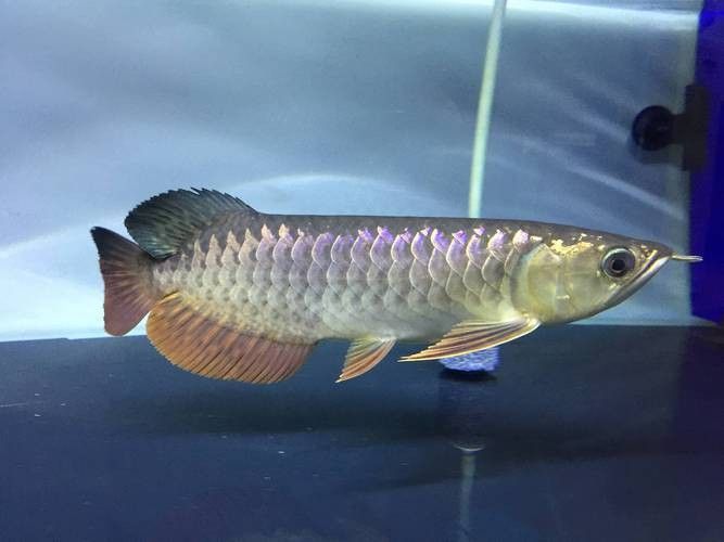 給我?guī)讖埐煌贩N的龍魚圖片