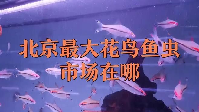 北京哪里還有賣金龍魚的？ 北京哪里還有賣金龍魚的？ 龍魚百科 第9張