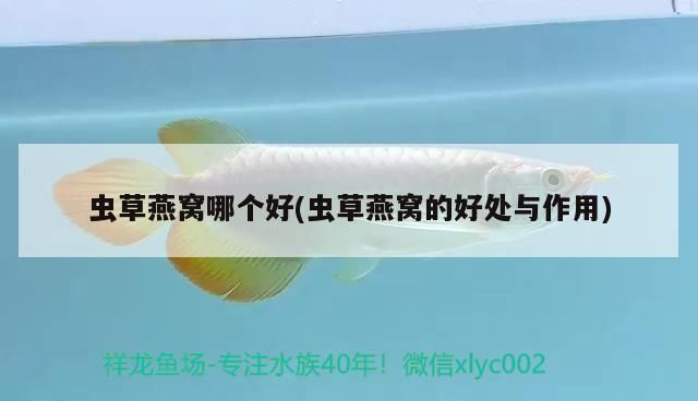 七彩雷龍魚吃什么，雷龍魚吃什么，七彩幻藍雷龍的飼養方法 七彩雷龍魚吃什么，雷龍魚吃什么，七彩幻藍雷龍的飼養方法 觀賞魚百科 第1張