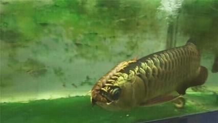15厘米的龍魚吃什么（15厘米的龍魚吃什么比較好）