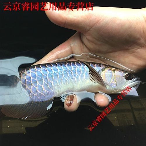 古典藍龍魚哪個品牌好（古典藍龍魚品牌選擇）