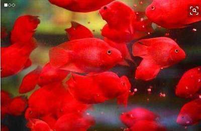 黑云魚混養注意事項（黑云魚混養需要注意以下幾點） 黑云魚混養注意事項（黑云魚混養需要注意以下幾點） 觀賞魚百科 第1張
