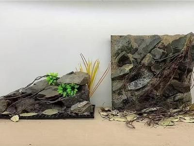 黑云魚混養注意事項（黑云魚混養需要注意以下幾點） 黑云魚混養注意事項（黑云魚混養需要注意以下幾點） 觀賞魚百科 第3張