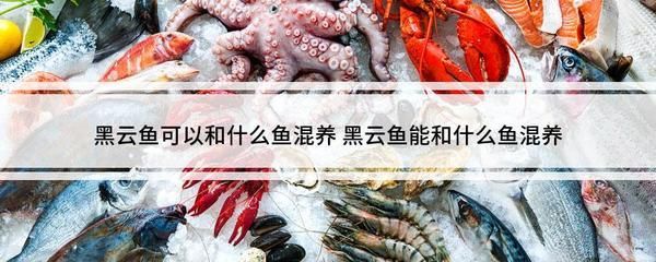 黑云魚混養注意事項（黑云魚混養需要注意以下幾點） 黑云魚混養注意事項（黑云魚混養需要注意以下幾點） 觀賞魚百科 第5張