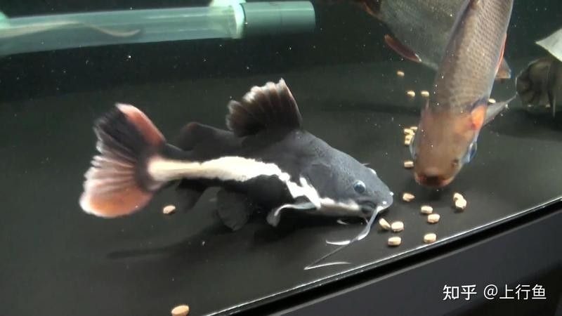 招財貓和金龍魚可以混養(yǎng)嗎？ 招財貓和金龍魚可以混養(yǎng)嗎？ 龍魚百科 第5張
