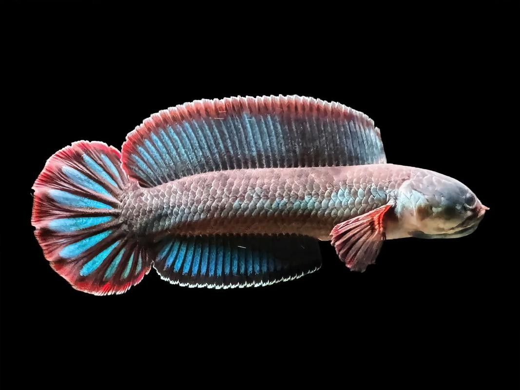 給我更多酒紅雷龍魚的照片