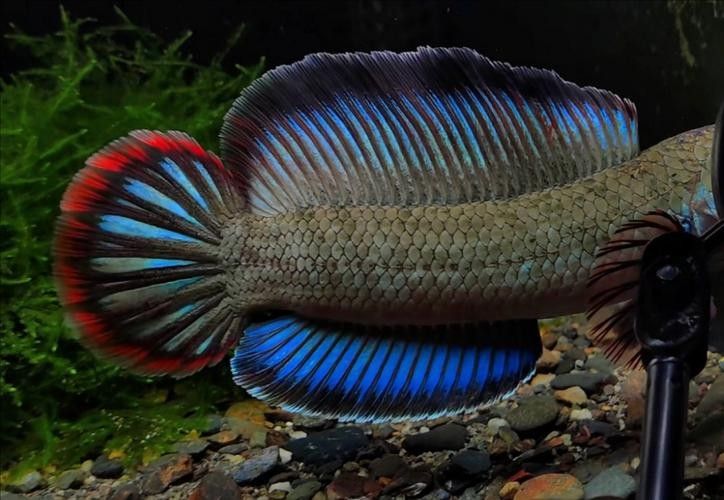 給我更多酒紅雷龍魚的照片